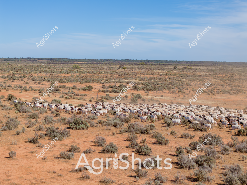 A large mob of white cattle graze across a vast, arid landscape in the Australian outback, their pale bodies standing out against the rusty orange soil and scattered gray-green scrubland. The expansive scene depicts a typical pastoral setting, with low saltbush and sparse vegetation stretching to a distant horizon under a soft blue sky. These appear to be Brahman or Brahman-cross cattle, well-adapted to the harsh conditions of Australia's inland regions, clustered together for protection and foraging across the dry pastoral station country. The landscape speaks to the challenging environmental conditions of central Australia, where livestock management requires resilience and strategic grazing practices. The wide-open terrain showcases the immense scale of Australian cattle stations, where herds roam across thousands of hectares of seemingly endless, rugged terrain.