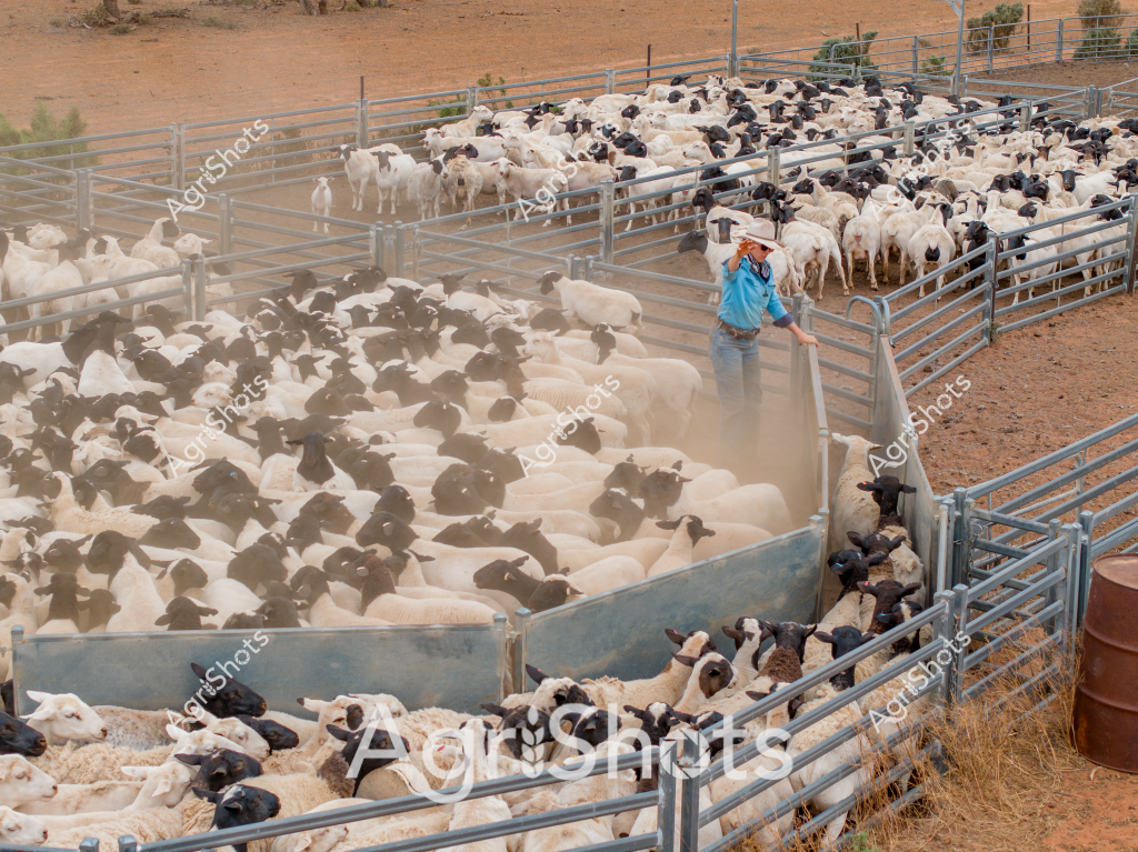A stockman in a bright blue shirt and wide-brimmed hat manages a large mob of black and white sheep in a dusty, arid livestock yard. The sheep are tightly packed into metal livestock yards with multiple pens, creating a dense sea of woolly bodies in white and black. The reddish-brown earth and sparse vegetation suggest this is a typical Australian outback livestock station, likely in a region like Western Queensland or the Northern Territory. A steel gate and metal yard infrastructure frame the scene, with a rusty barrel visible on the right side of the image. The stockman appears to be carefully guiding or sorting the sheep, standing amid a swirling dust cloud kicked up by the densely packed animals. The image captures the intense, physical nature of sheep management in harsh Australian pastoral landscapes, showcasing the skill and endurance required of modern livestock workers.