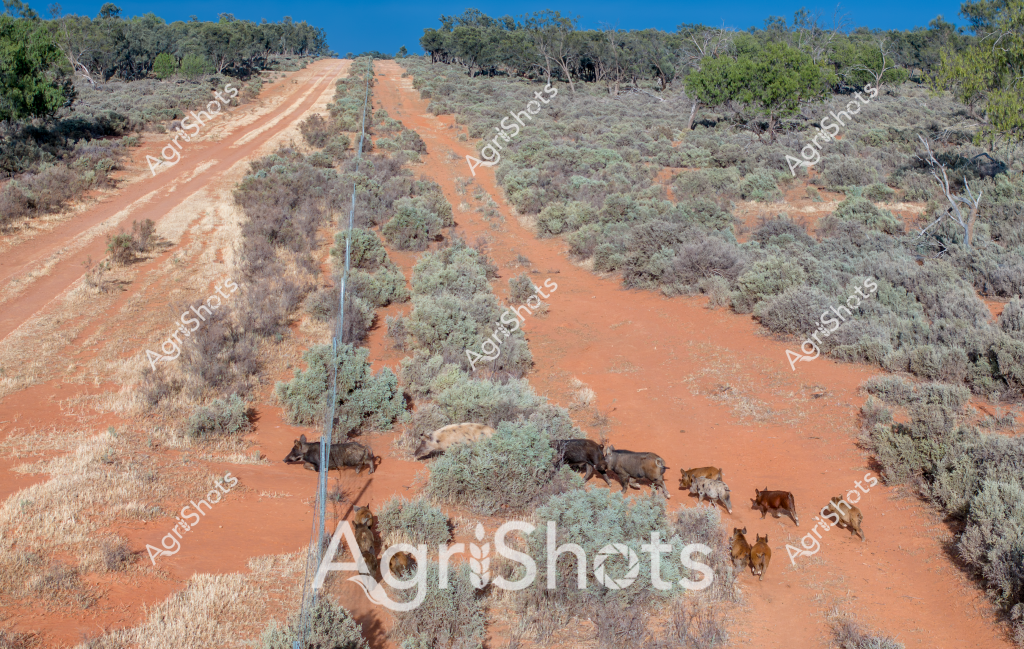 A herd of feral goats traverses a remote, rusty-red dirt track cutting through the arid Australian landscape. Sparse grey-green shrubs and scattered eucalyptus trees line the rugged terrain, creating a typical outback scene of harsh, rocky country. Several adult goats and young kids move together across the wide, dusty trail, their mottled brown and white coats blending with the surrounding scrubland. The steep track winds upward between rocky slopes, revealing the challenging topography of what appears to be a remote station or pastoral property in central Australia. The bright blue sky and reddish earth create a stark, dramatic contrast, highlighting the resilience of wildlife in this unforgiving environment. The goats move with purposeful unity, navigating the challenging landscape with sure-footed ease typical of feral herds adapted to Australia's tough interior regions.