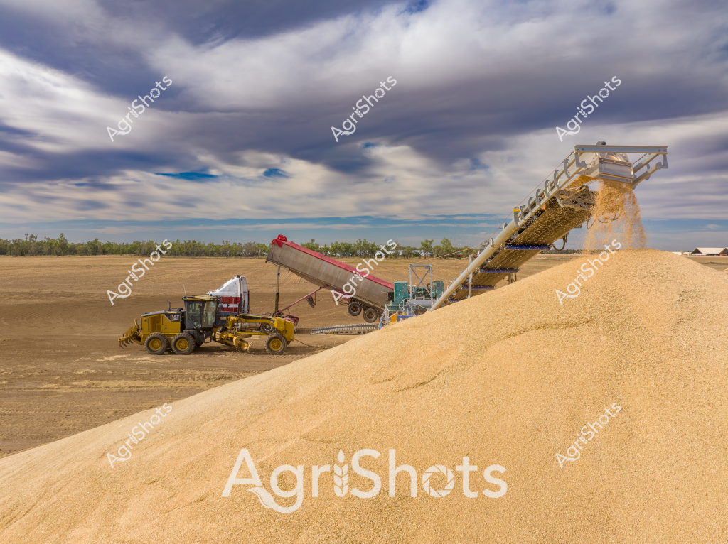A massive grain harvest operation unfolds across a dusty agricultural landscape, capturing the precision and scale of modern Australian farming. A yellow motor grader positions itself near a towering grain handling system, which is actively unloading golden wheat or barley into an expansive ground pile. The conveyor belt cascades a steady stream of harvested grain, creating a dramatic golden mound against the dry, open paddock. Dramatic cloudy skies with hints of blue provide a moody backdrop to this industrial agricultural scene, highlighting the dramatic interaction between heavy machinery and the harvested crop. The landscape suggests a broad agricultural region, likely in a wheat-producing state like Western Australia, South Australia, or New South Wales, where large-scale grain production is a critical economic activity. The equipment's positioning and the substantial grain stockpile demonstrate the efficiency of contemporary harvesting techniques, where rapid unloading and storage are crucial to managing large crop volumes.
