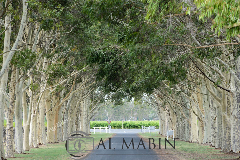 Sweeping tree-lined avenue leads to the estate, a majestic entrance framed by mature plane trees creating a natural archway over a pristine asphalt road. The trees, with their distinctive pale bark and spreading branches, form an elegant corridor stretching towards a distant green landscape. Soft morning light filters through the canopy, casting dappled shadows on the grassy verges and creating a sense of tranquil anticipation. The carefully maintained avenue speaks to the meticulous care of rural Australian landscapes, where natural beauty meets agricultural precision. White fence posts and a glimpse of verdant fields in the background suggest this is more than just a simple road - it's an entrance to a carefully curated agricultural property.