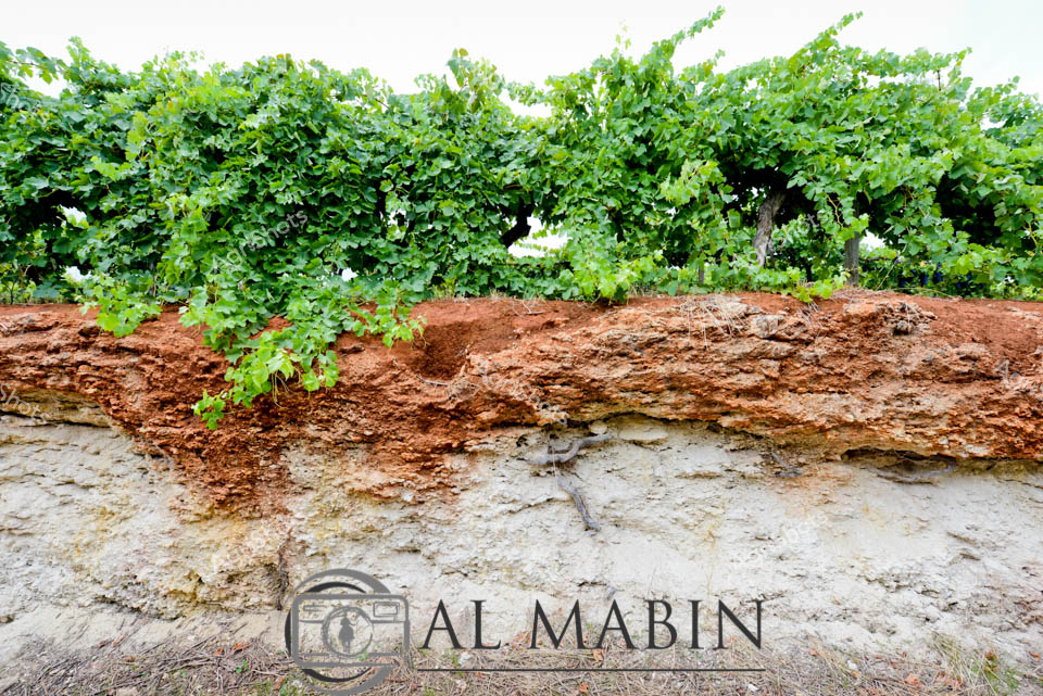 Layered terra rossa soil profile reveals the geological treasure of Coonawarra, South Australia's renowned wine region. Vibrant green grapevines cascade over a dramatic cross-section of red clay soil, showcasing the distinctive terroir that makes this area famous for world-class wine production. The rich, rusty-red upper layer transitions to a lighter limestone base, illustrating the unique geological composition that gives Coonawarra wines their exceptional character. Lush vine canopies spread wide, their verdant leaves contrasting dramatically with the earthy tones of the exposed soil profile. This geological snapshot captures the essence of the region's viticultural landscape - a testament to the intricate relationship between earth, climate, and grape cultivation.