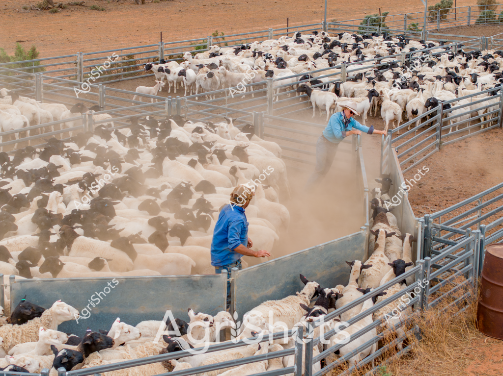 A man and a woman in blue shirts work amid a large flock of black and white sheep in a dusty livestock yard. Two workers carefully manage a mob of sheep through metal livestock gates and holding pens, creating clouds of fine red dirt as the animals move. The arid landscape surrounding the yards suggests this is likely a pastoral station in central or western Australia, where sheep farming is a critical agricultural industry. The workers appear experienced, skillfully guiding the sheep through the narrow metal gates and sorting areas with practiced movements. The sheep - a mix of white and black-faced breeds, likely Dorper or crossbred stock - are tightly clustered, demonstrating the controlled movement typical of professional livestock management. Metallic yard infrastructure, including sturdy gates and fencing, provides structured pathways for moving and sorting the animals in this quintessential Australian farm scene.