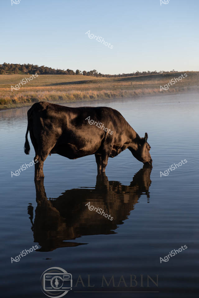 Cool morning mist hovers above a tranquil water surface, creating a mirror-like reflection of a robust black Angus cow drinking from a rural lagoon. The early light casts soft shadows across the golden pasture landscape, with scattered eucalyptus trees lining the distant horizon in what appears to be a classic New South Wales agricultural setting. This dark-coated beef cattle specimen stands perfectly still, her muscular form reflected with remarkable clarity in the still water, embodying the serene productivity of Australian pastoral landscapes. The scene captures the essential relationship between livestock and landscape - a moment of quiet hydration that speaks to the careful management of cattle in extensive grazing systems. Soft blues and warm amber tones blend seamlessly, highlighting the natural beauty of rural Australian farming environments. The image represents the strength and grace of beef cattle breeding, showcasing the pristine conditions of a well-maintained agricultural property.