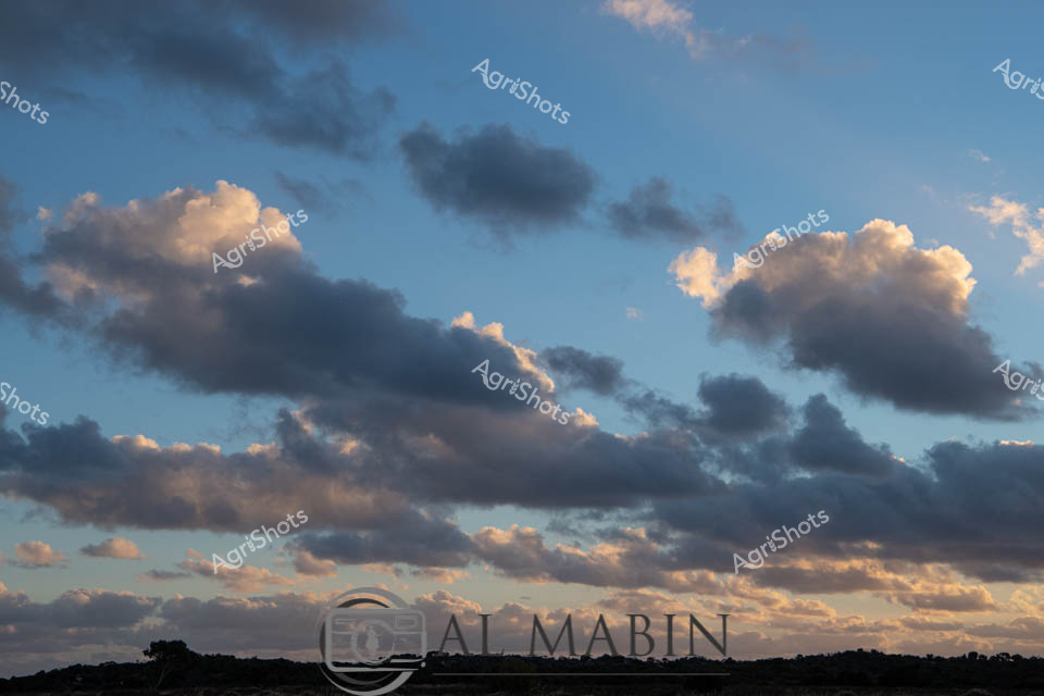 Luminous cloud formations drift across a vast Western Australian sky at twilight, casting soft golden and steel-blue hues over a rural horizon. Dense cumulus clouds layer dramatically, their edges illuminated by the fading sunlight, creating a breathtaking atmospheric canvas that speaks to the expansive agricultural landscapes of WA. The silhouetted treeline in the foreground suggests a gently undulating farmland terrain, characteristic of the state's agricultural regions. Soft gradient shifts between cloud masses hint at approaching weather patterns - crucial information for farmers monitoring atmospheric conditions. This panoramic cloudscape represents the raw, elemental beauty of the agricultural frontier, where landscape and sky merge in a timeless dance of light and atmospheric complexity.