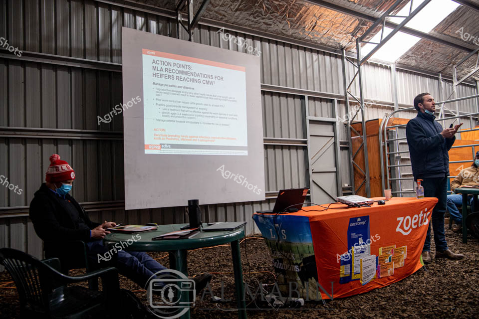 Winter descends on a corrugated steel workshop in rural New South Wales, transforming the industrial space into an agricultural learning hub. A Zoetis-branded presentation unfolds, with an informative slide detailing "Action Points: NLA Recommendations for Heifers Reaching CRW" projected onto a white screen. A presenter in a dark jacket stands beside the display, holding a mobile device, while another attendee in a warm red beanie and face mask sits at a green table, focused on the technical briefing. The orange and blue Zoetis tablecloth anchors the scene, signaling a professional livestock health and vaccination workshop typical of Australian agricultural field days. Gravel covers the floor, adding a raw, practical texture to the indoor setting, while overhead skylights and metal walls create an industrial yet purposeful atmosphere of agricultural knowledge exchange and cattle management strategy.