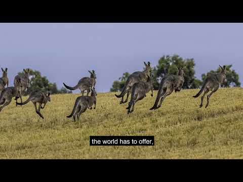 Livestock